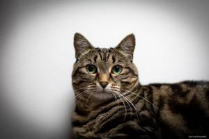 Julien SESIA - Julien-Sésia-Photographie©